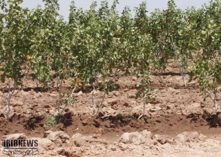 کشت 23 هزار اصله نهال پسته در زنجان کشت 23 هزار اصله نهال پسته در زنجان