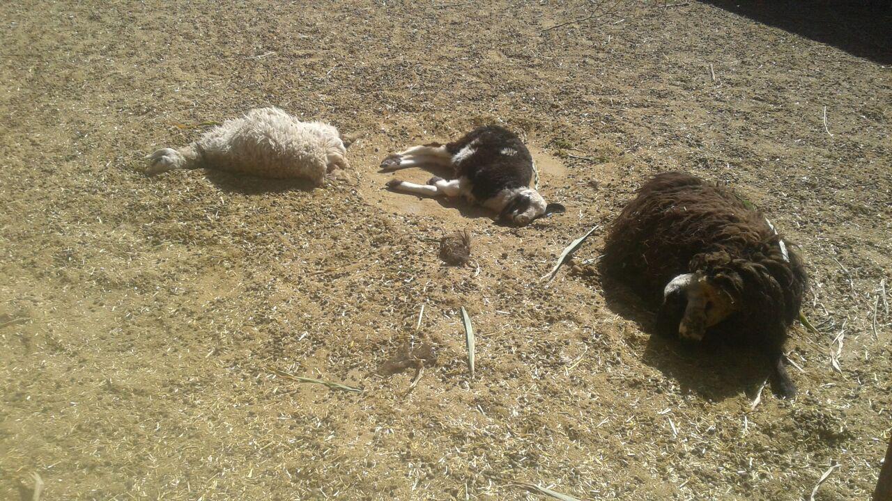 گرگ به گله زد
