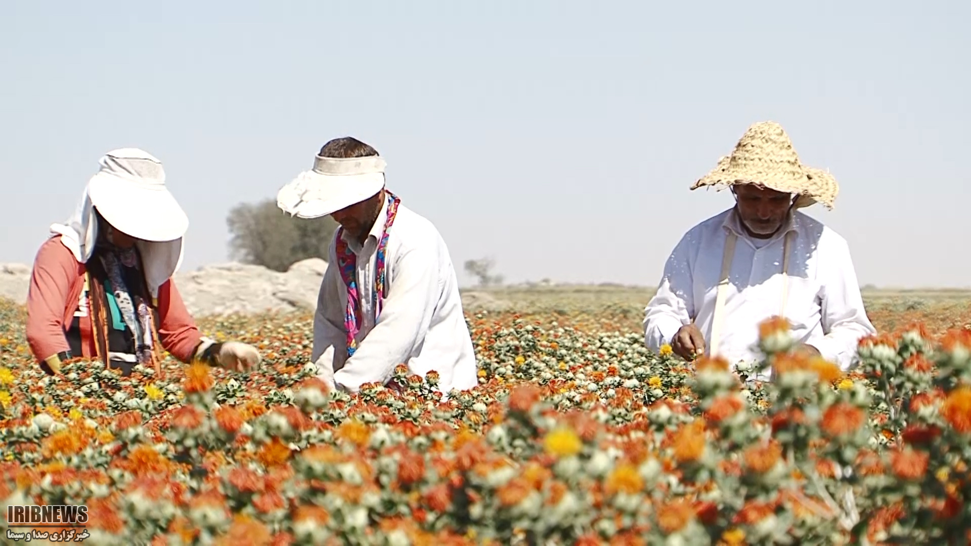 سفره ای  پربرکت از گل های زرد ونارنجی
