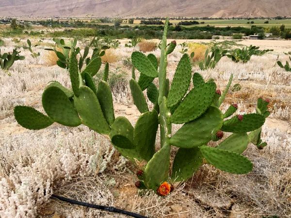 آغاز برداشت کاکتوس علوفه&zwnj;ای در لارستان