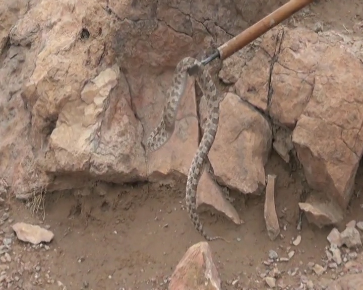 نوش دارو در خانه افعی ها