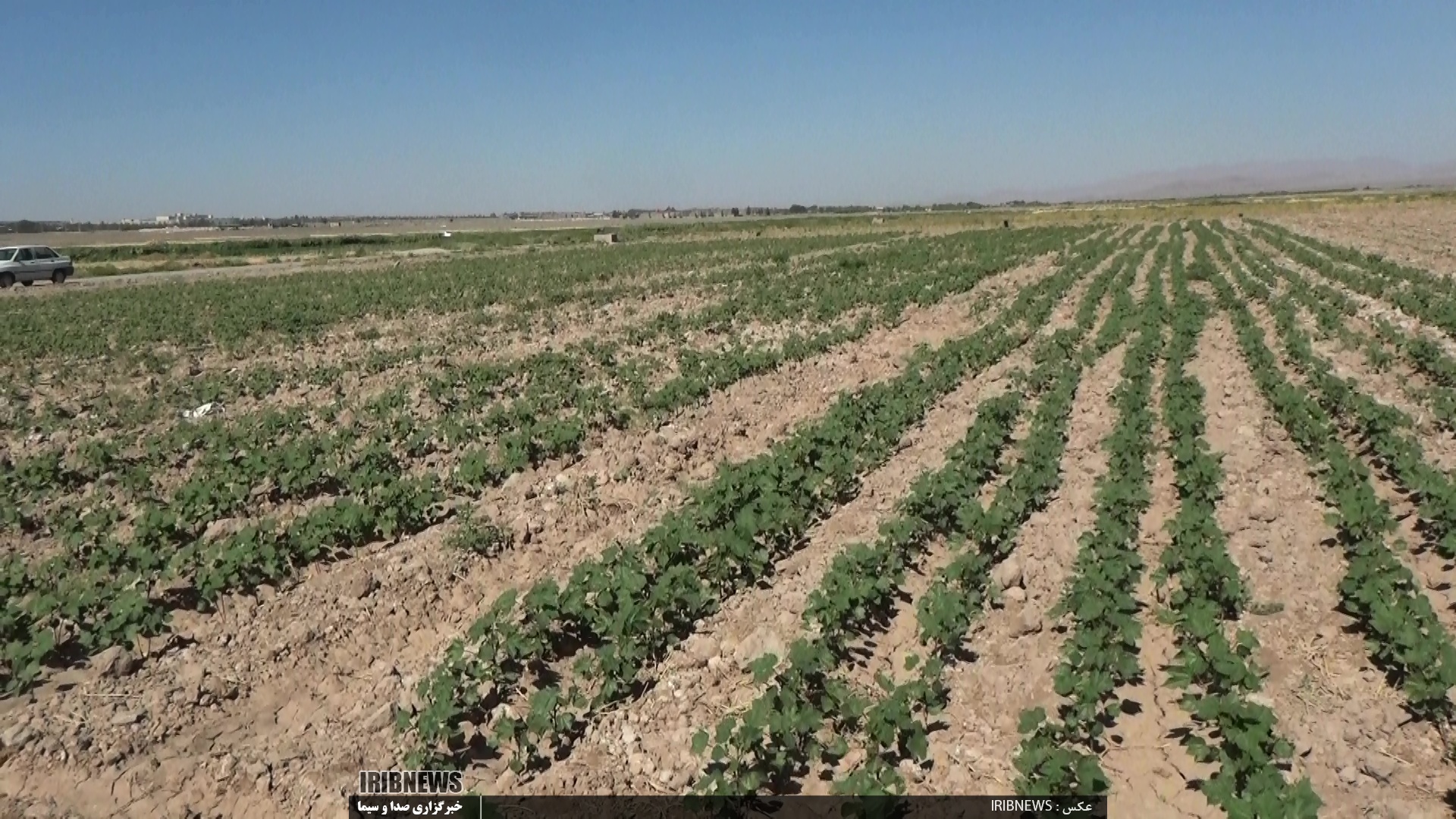 کشت نشاء&nbsp; گلخانه ای در بیرجند