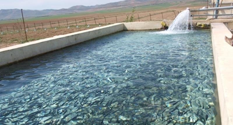 پرورش بیش از ۳ هزار ماهی خاویاری در مزارع پروش ماهی سبزوار پرورش بیش از ۳ هزار ماهی خاویاری در مزارع پروش ماهی سبزوار