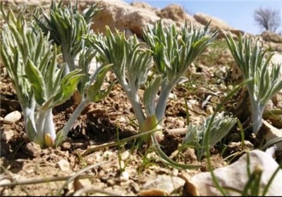 احیای ۱۰ گونه از گیاهان دارویی، مرتعی، خوراکی و صنعتی احیای ۱۰ گونه از گیاهان دارویی، مرتعی، خوراکی و صنعتی