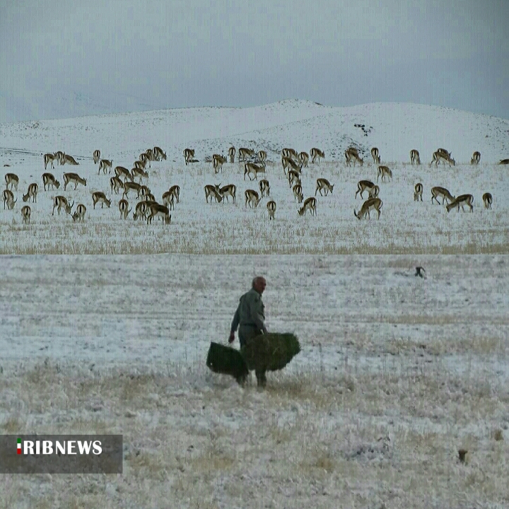 نگاه آهوان دشت سهرین آرزوست
