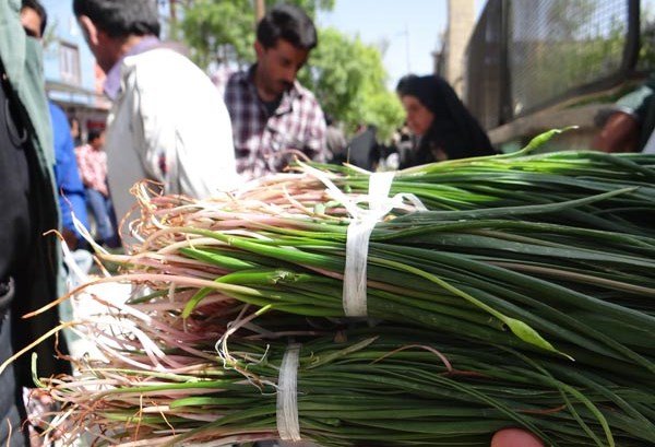 برداشت گیاهان خوراکی در ایلام ممنوع است برداشت گیاهان خوراکی در ایلام ممنوع است