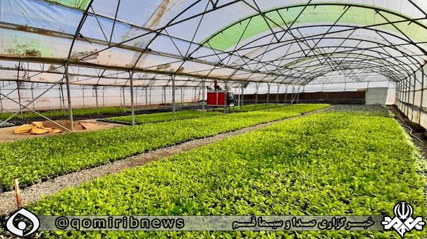 قم تنها کلانشهر خودکفا در تولید گلها و گیاهان زینتی قم تنها کلانشهر خودکفا در تولید گلها و گیاهان زینتی