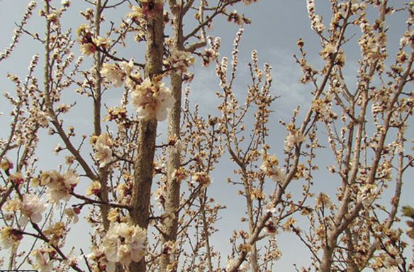 سرما در کمین باغات ابرکوه سرما در کمین باغات ابرکوه