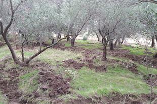 آغاز اصلاح باغ های سنتی زیتون در گیلان آغاز اصلاح باغ های سنتی زیتون در گیلان