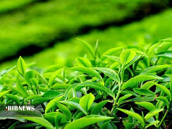 بازگشت چای به روزهای دبش تولید بازگشت چای به روزهای دبش تولید