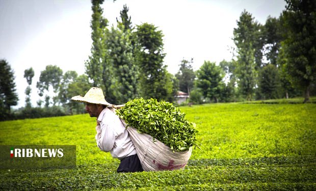 بازگشت چای به روزهای دبش تولید بازگشت چای به روزهای دبش تولید
