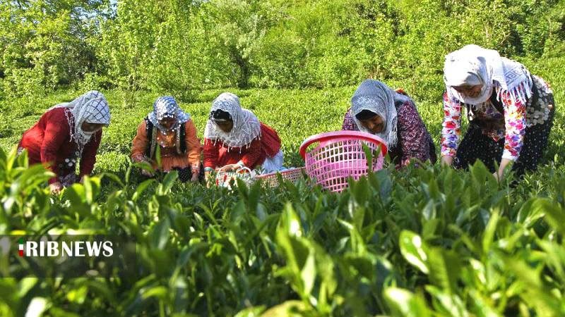 بازگشت چای به روزهای دبش تولید بازگشت چای به روزهای دبش تولید