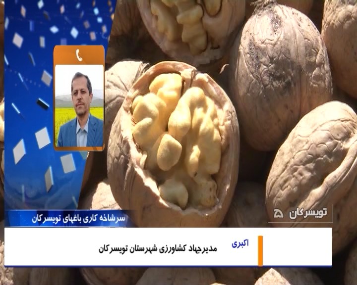 جهش در تولید گردو با 