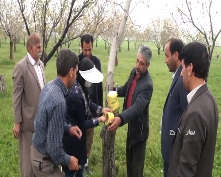 جهش در تولید گردو با 