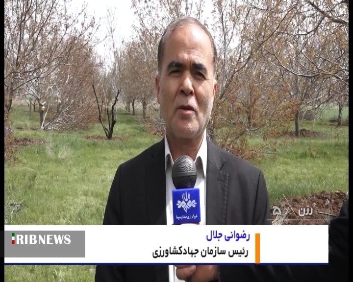 جهش در تولید گردو با 