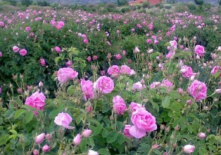 اشتغالزایی با ایجاد باغ گل محمدی در ساری