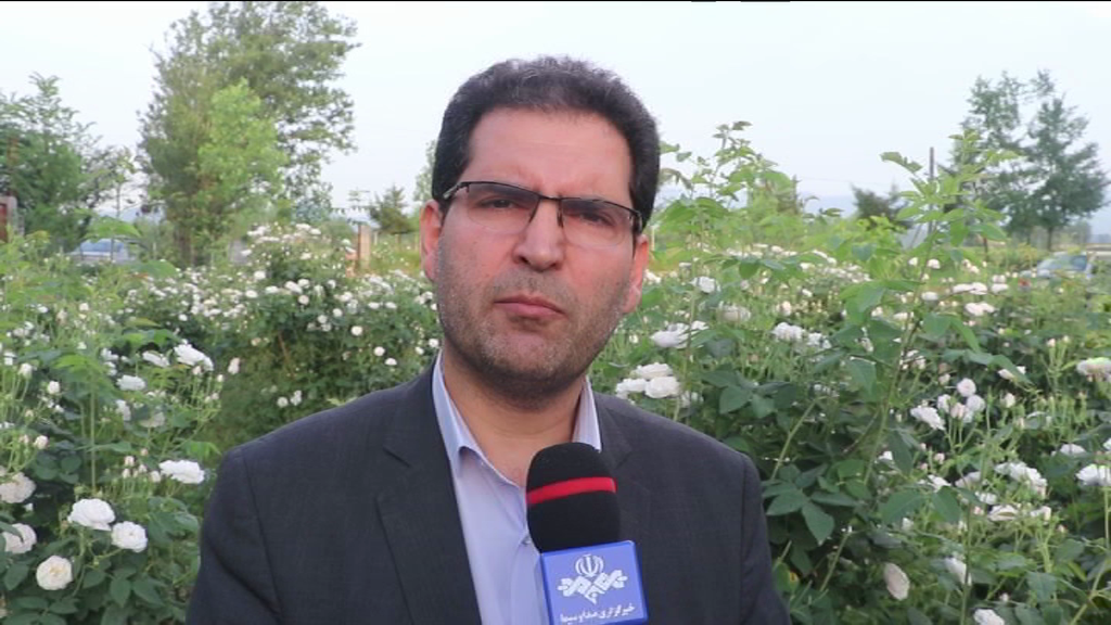برداشت گل محمدی در شفت برداشت گل محمدی در شفت