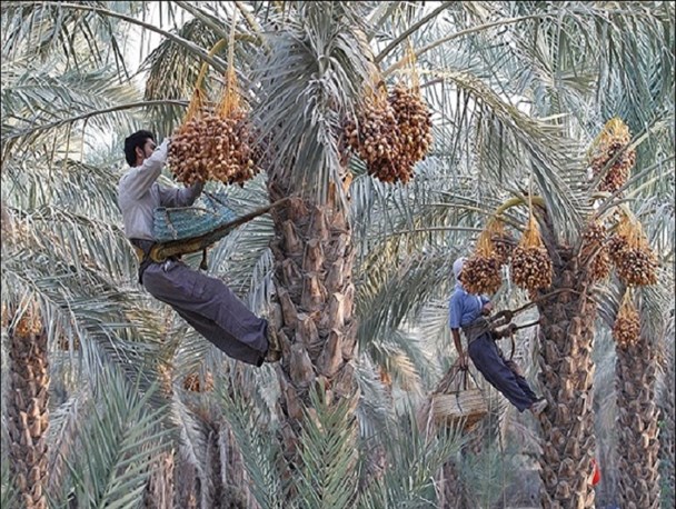آغاز برداشت رطب نوبرانه کشور در هرمزگان آغاز برداشت رطب نوبرانه کشور در هرمزگان