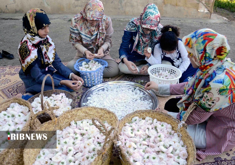 عطر گل و گلاب، در مشام اقتصاد دیار باران