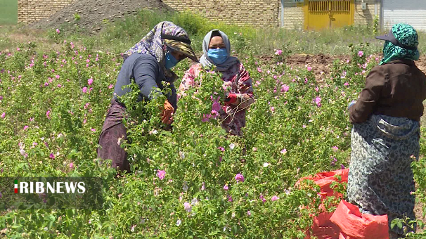 عطر گل محمدی در باغات ابهر