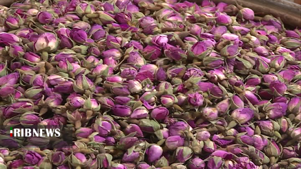 عطر گل محمدی در باغات ابهر