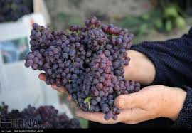 از خواب&zwnj;آوری گیلاس تا آرام&zwnj; بخشی هلو