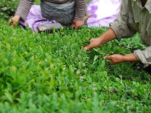 صادرات چای ایرانی به ۱۲ کشور جهان صادرات چای ایرانی به ۱۲ کشور جهان