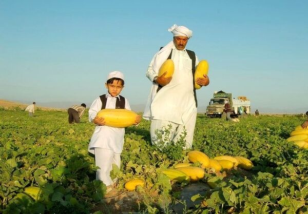 تولید بیشترین خربزه ایران در تربت&zwnj;جام