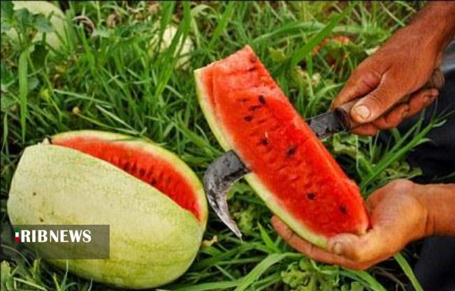 تلخ و شیرین های محصول آبدار و ناب تابستان.