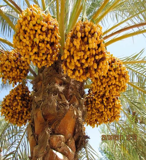 آغاز برداشت خرما از نخلستان های خوزستان آغاز برداشت خرما از نخلستان های خوزستان