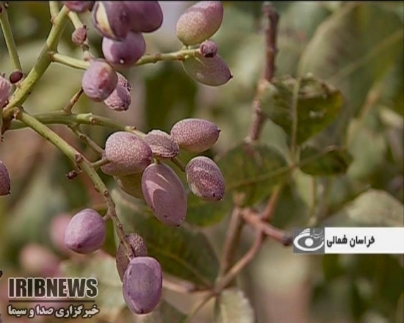 پیش&zwnj;بینی برداشت دو هزار و 600 تن پسته در اسفراین