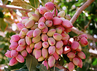 برداشت پسته از سطح باغات شهرستان خوشاب برداشت پسته از سطح باغات شهرستان خوشاب