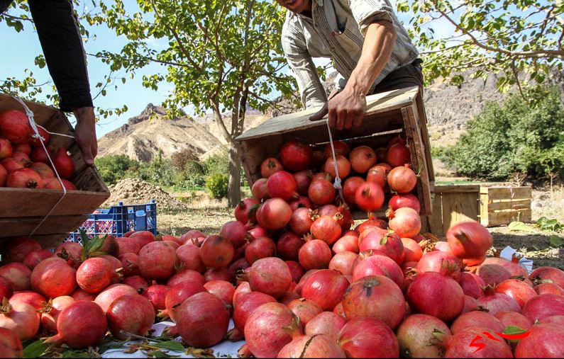 آغاز برداشت انار از باغات خضرآباد اشکذر آغاز برداشت انار از باغات خضرآباد اشکذر
