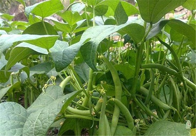 آغازبرداشت لوبیاسبز پاییزه دربخش خضرآباد آغازبرداشت لوبیاسبز پاییزه دربخش خضرآباد