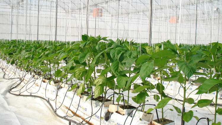 راهنمای عملی کشت بدون خاک