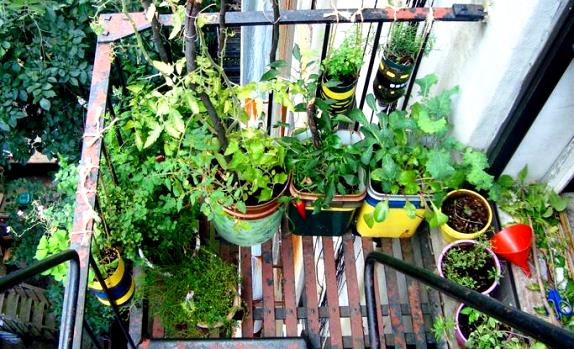 روش کاشت گل و سبزی خوردن خانگی