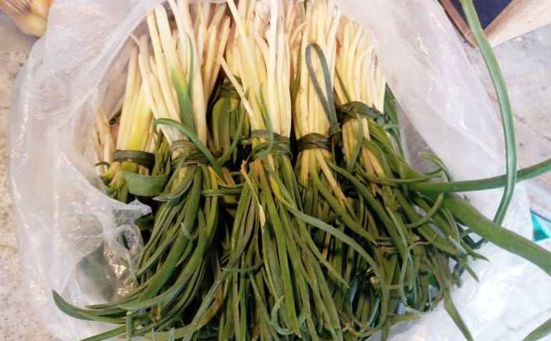 زنگ خطر انقراض گیاهان کوهی خوراکی