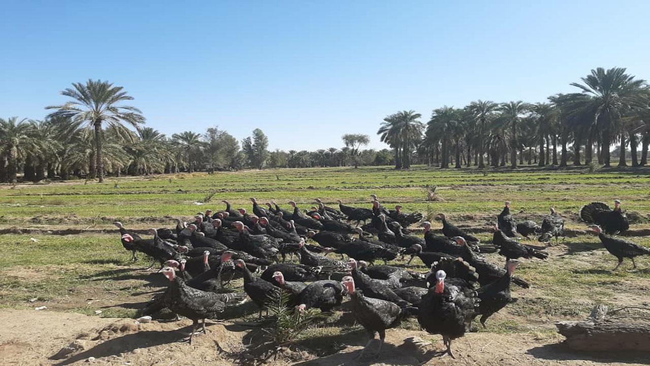ایجاد 30 واحد پرورش بوقلمون در قلعه&zwnj;گنج