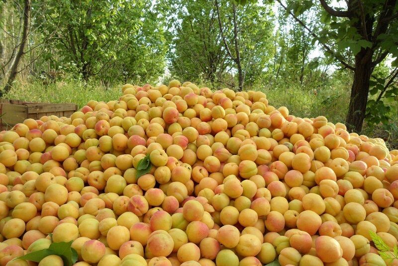 برداشت محصولی به رنگ طلا در دل کویر برداشت محصولی به رنگ طلا در دل کویر