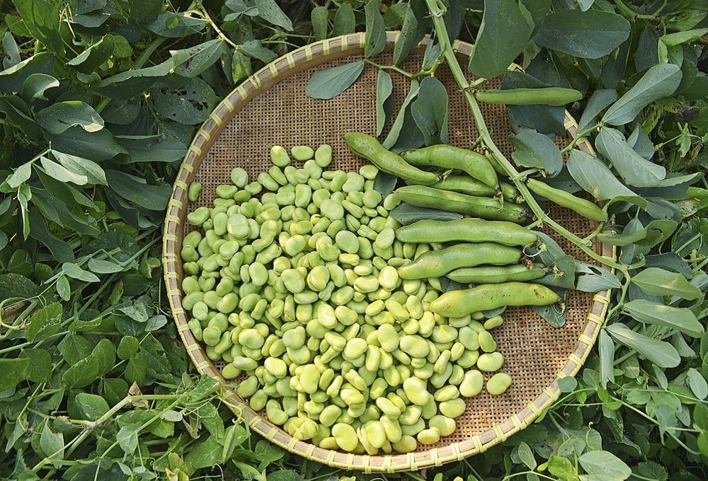 باقلا سبز گیاهی بهاری؛ چه کسانی نباید باقلا بخورند؟