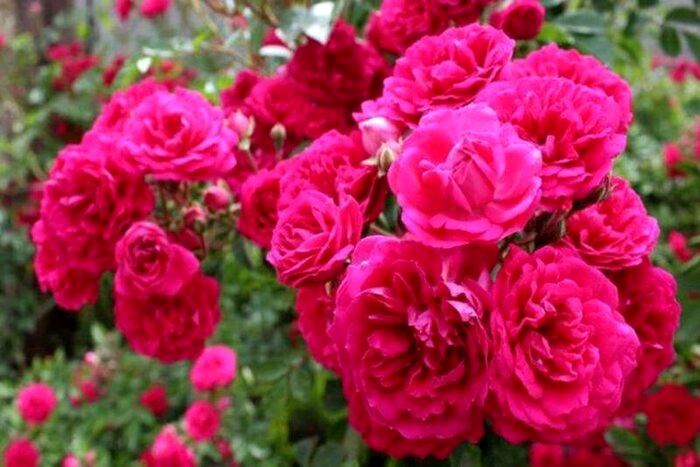 اصفهان &laquo;گلستان&raquo; می شود