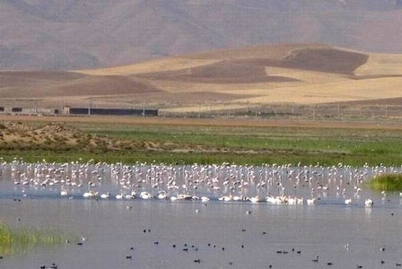 آوای خوش زندگی در دل تالاب کانی برازان آوای خوش زندگی در دل تالاب کانی برازان