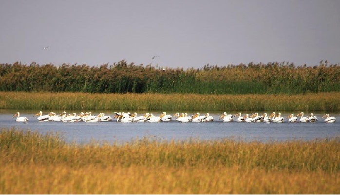 آوای خوش زندگی در دل تالاب کانی برازان آوای خوش زندگی در دل تالاب کانی برازان