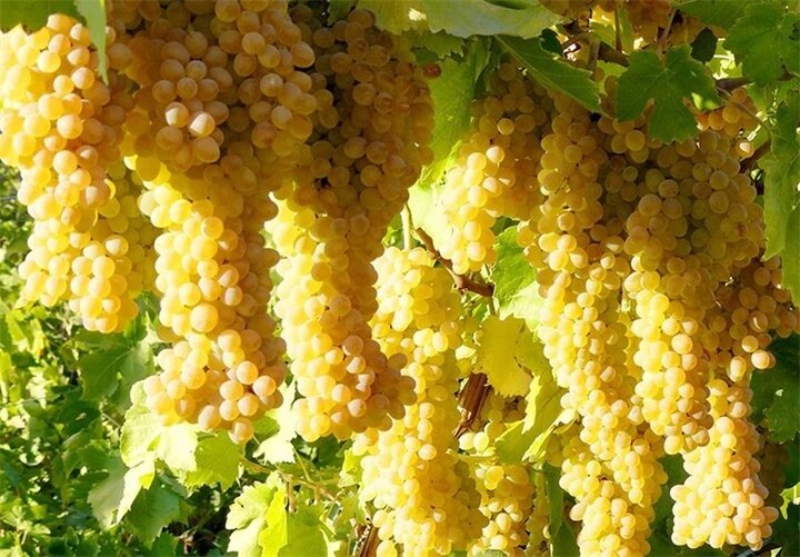 آغاز برداشت انگور از تاکستانهای خراسان جنوبی آغاز برداشت انگور از تاکستانهای خراسان جنوبی