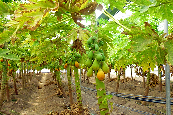 کشاورزی خوزستان روی خط استوا