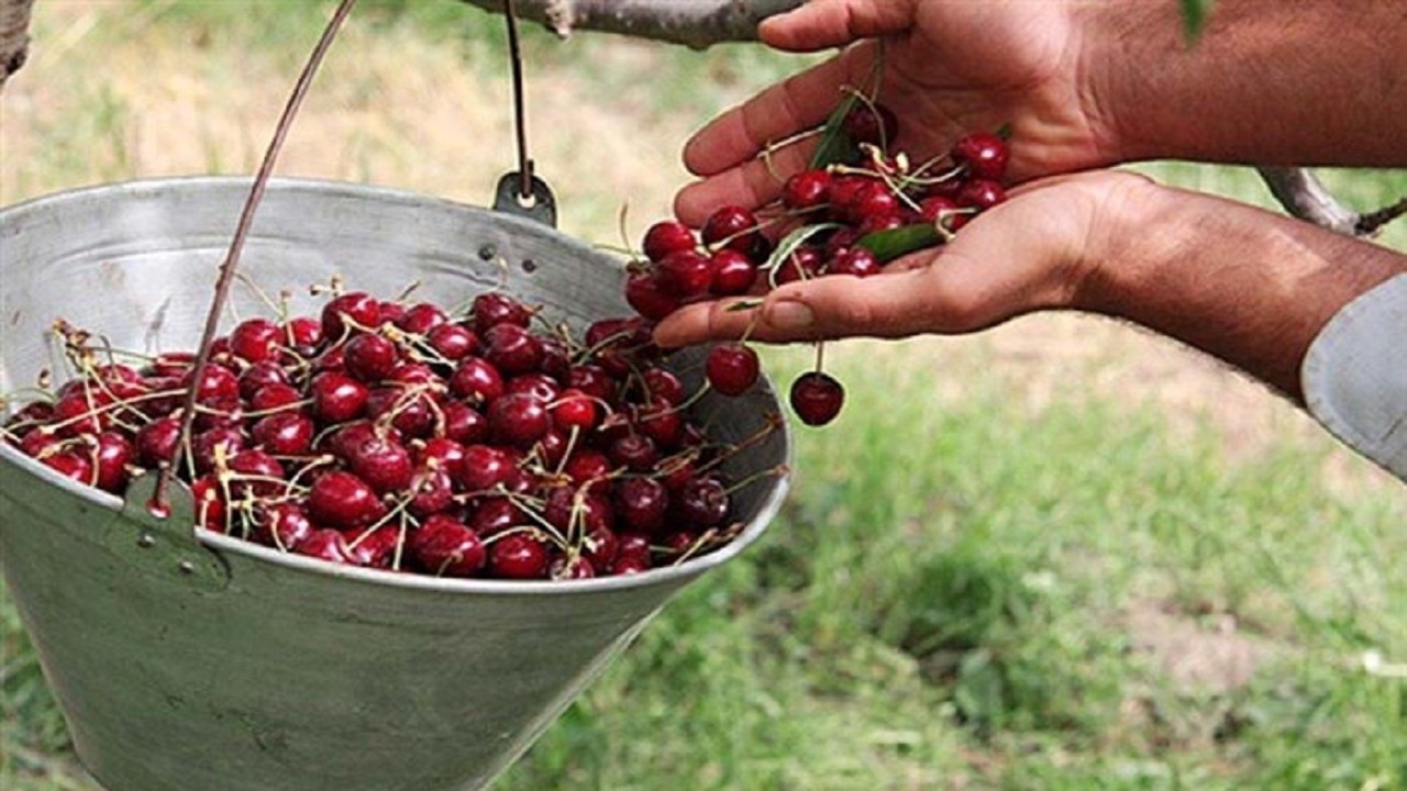 هفت هزار تن آلبالو از باغ&zwnj;های قزوین برداشت می&zwnj;شود &rlm;