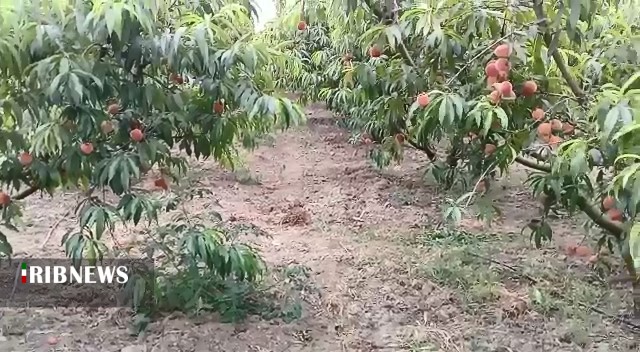 طعم اش به مذاق همه خوش است الاّ کشاورز طعم اش به مذاق همه خوش است الاّ کشاورز