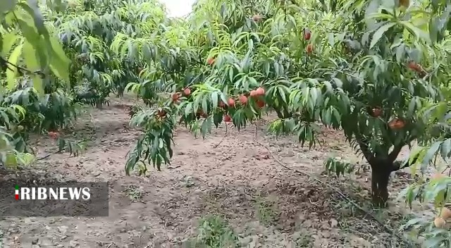 طعم اش به مذاق همه خوش است الاّ کشاورز طعم اش به مذاق همه خوش است الاّ کشاورز