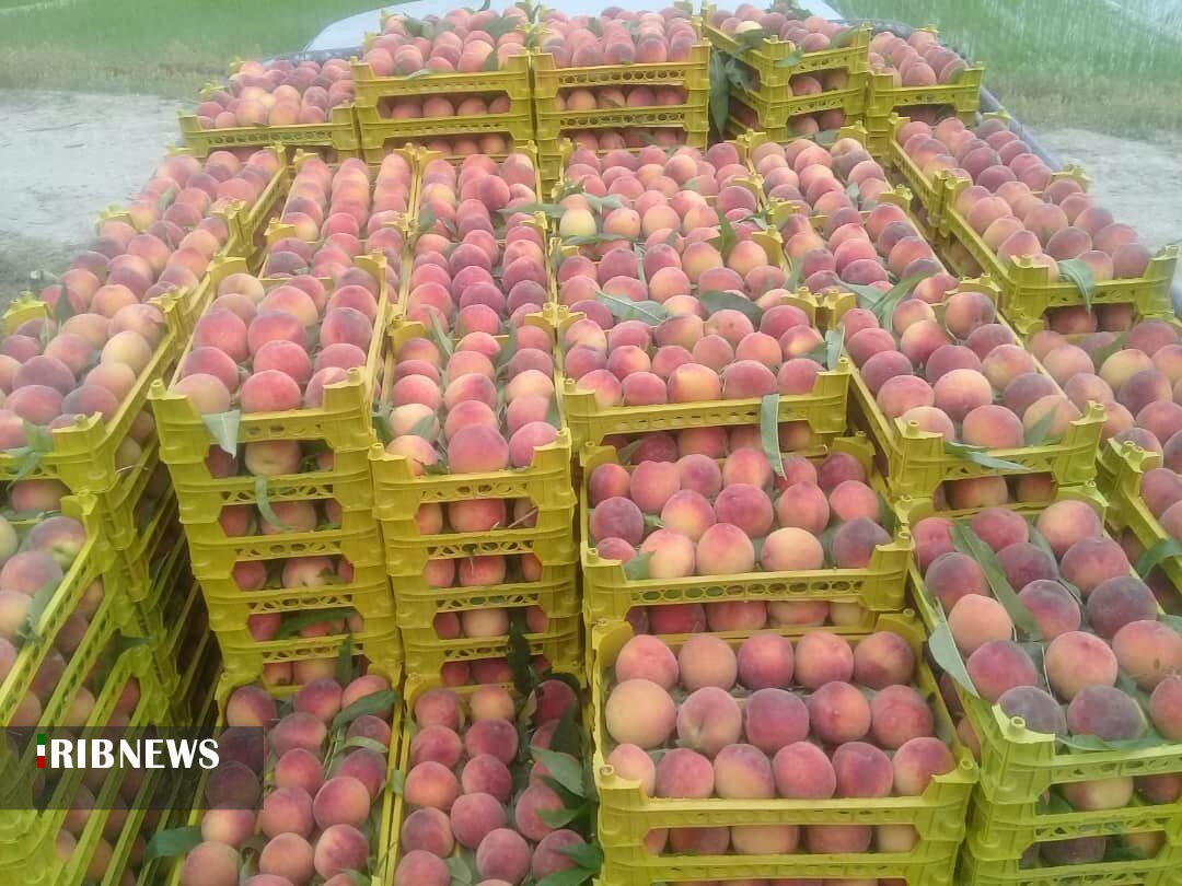 طعم اش به مذاق همه خوش است الاّ کشاورز طعم اش به مذاق همه خوش است الاّ کشاورز
