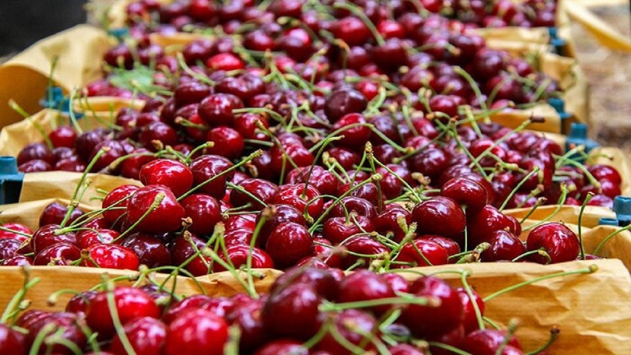 ۶۱۵ تُن گیلاس از باغهای مهاباد برداشت میشود ۶۱۵ تُن گیلاس از باغهای مهاباد برداشت میشود